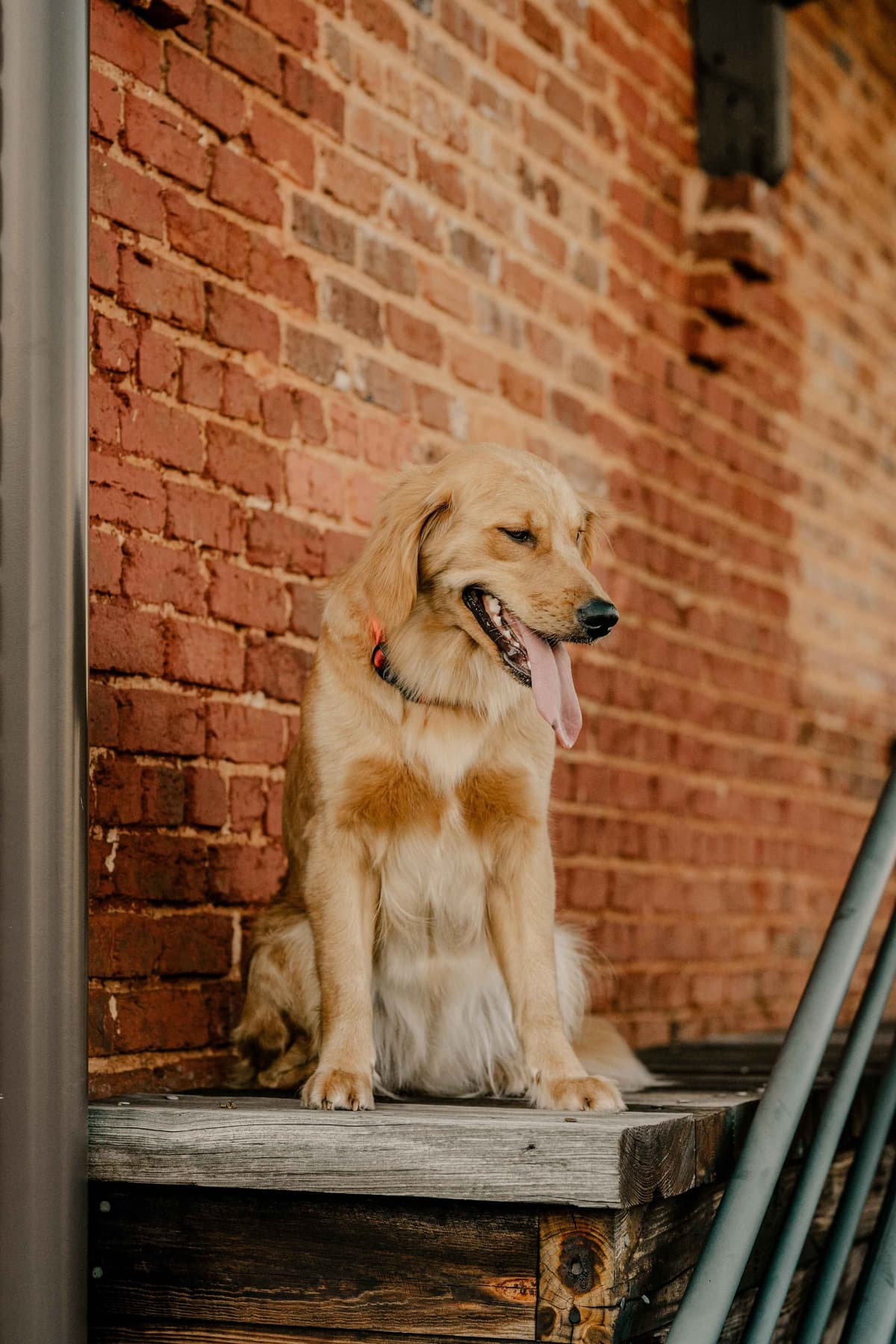 Golden Retriever Puppies breeder image 5