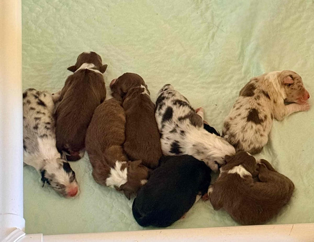 Australian Shepherd Puppies breeder image 9