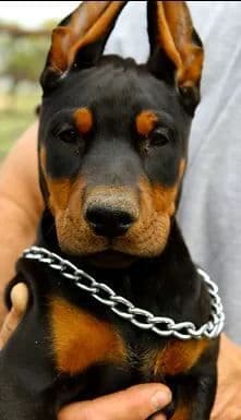 Team Feem Breeders