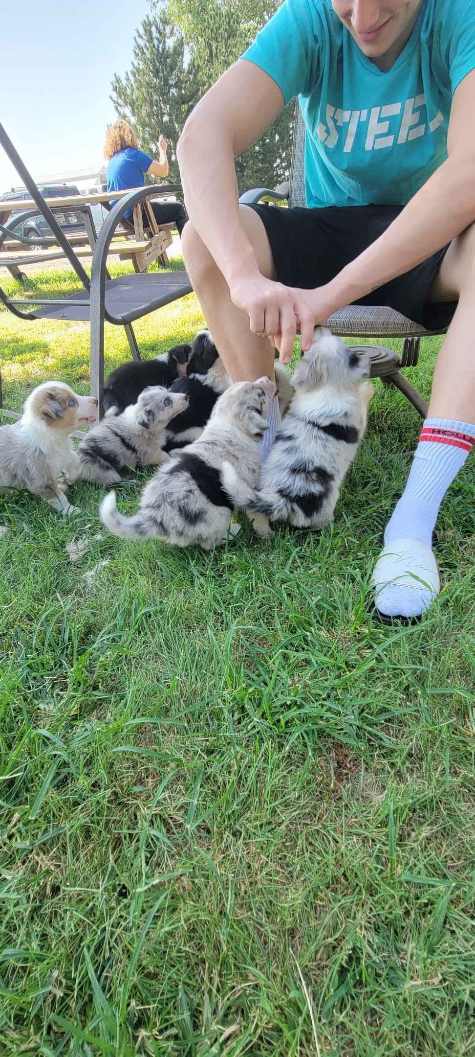 Border Collie Puppies breeder image 8
