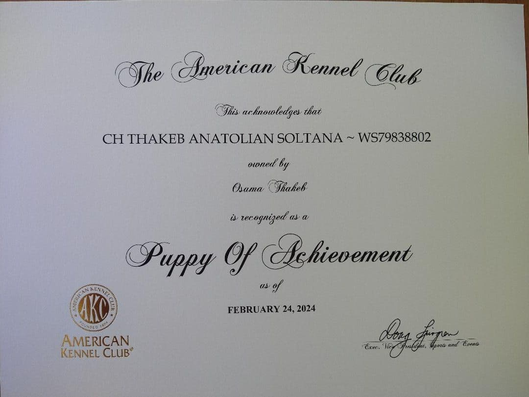 Thakeb Anatolian Shepherd Puppies breeder image 10