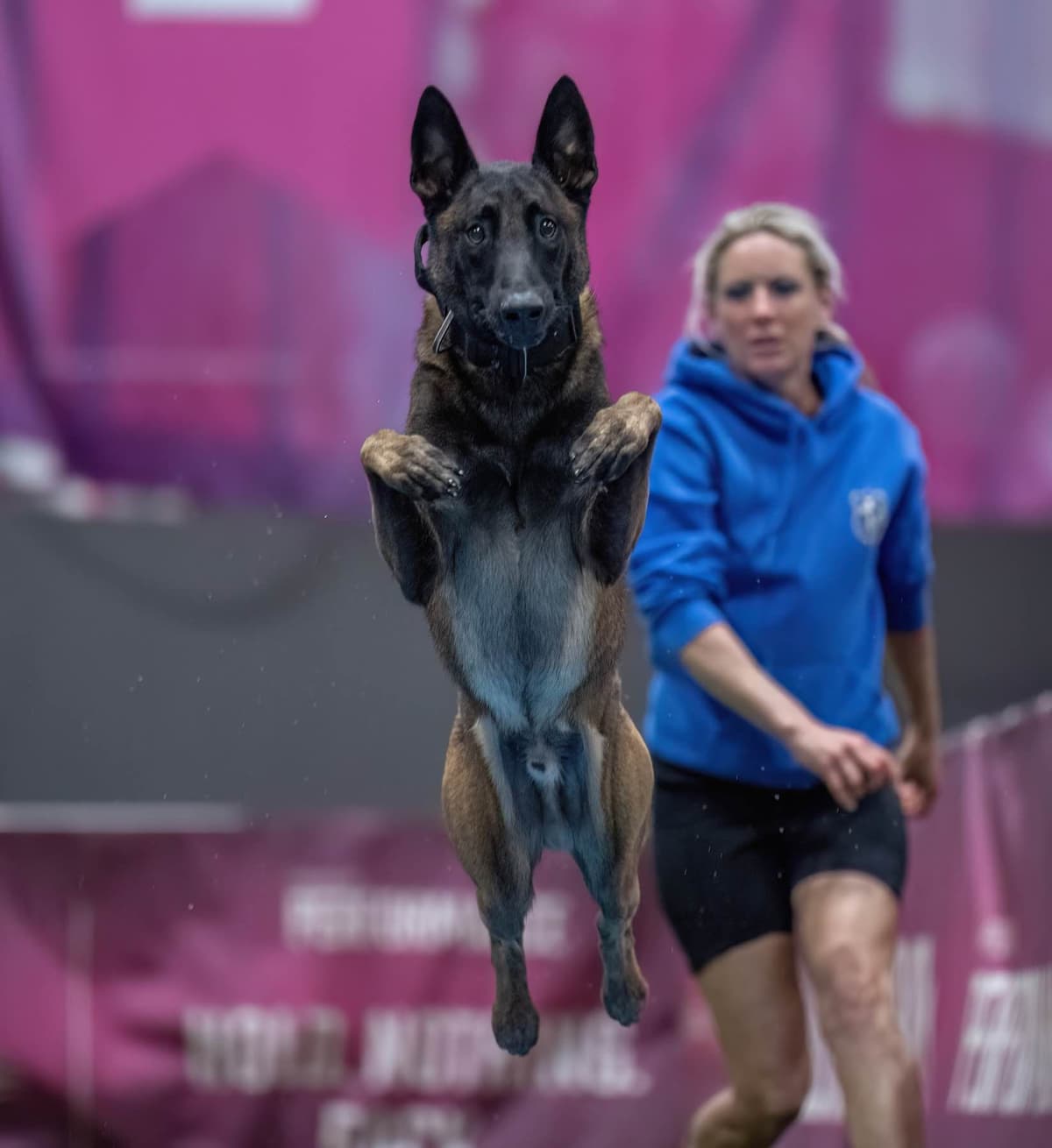 Belgian Malinois Puppies breeder image 17