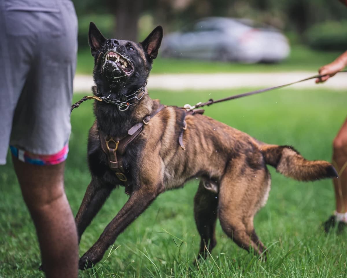 Belgian Malinois Puppies breeder image 20