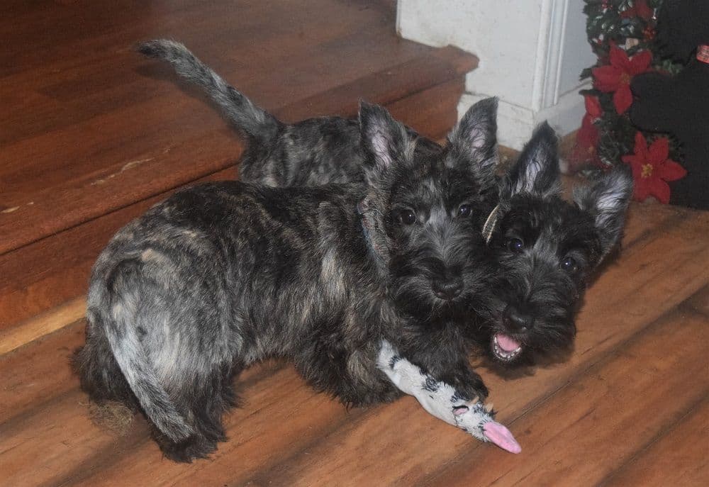 Scottish Terrier Puppies breeder image 24
