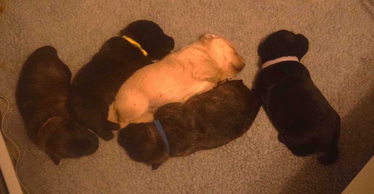 Scottish Terrier Puppies breeder image 28