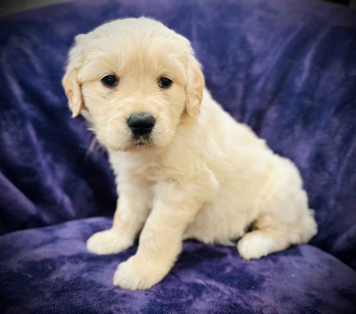 READY 06/15 | DOB 04/20/2026 Golden Retriever Litter Available Now breeder image 6