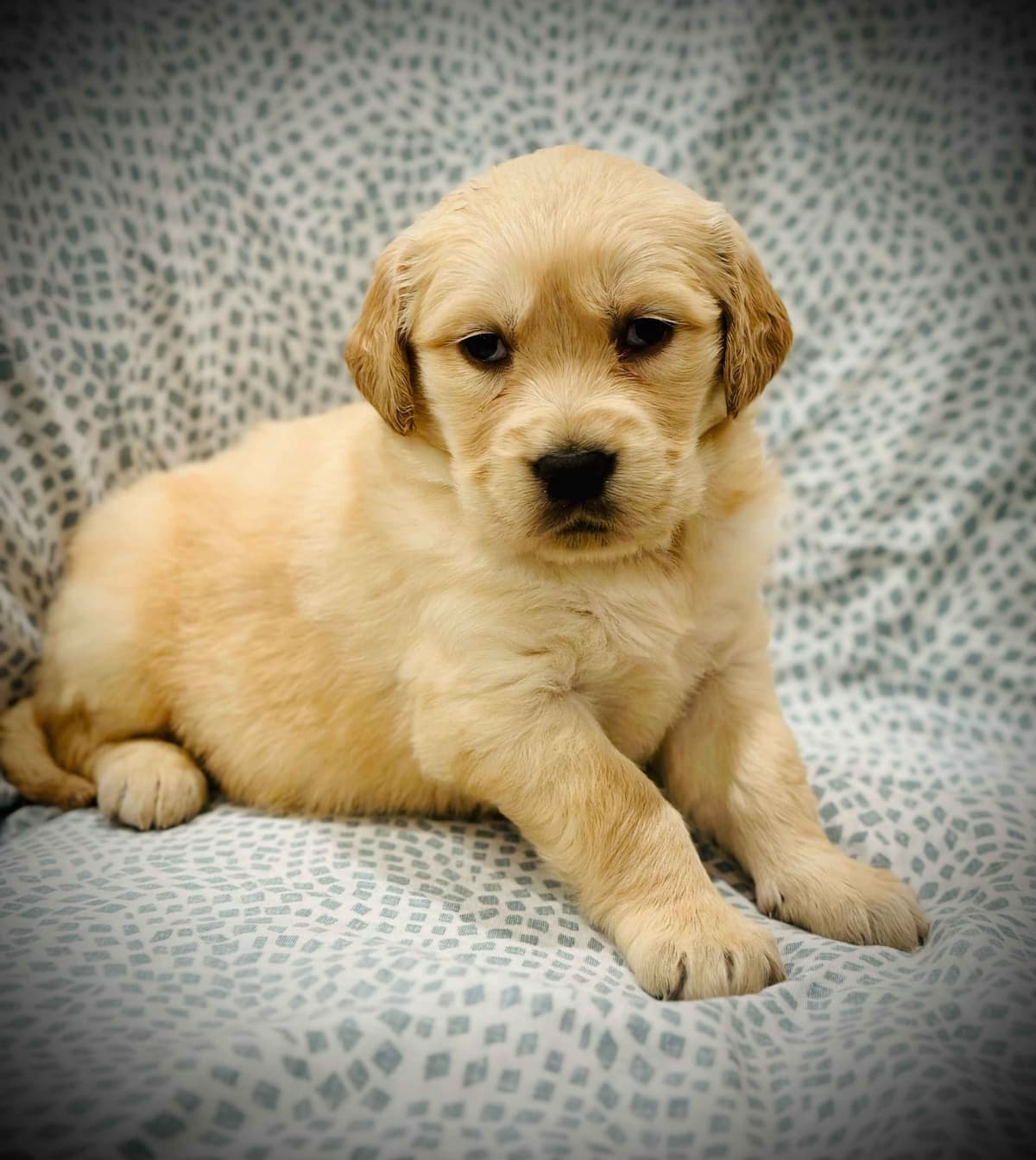 READY 06/15 | DOB 04/20/2026 Golden Retriever Litter Available Now breeder image 7