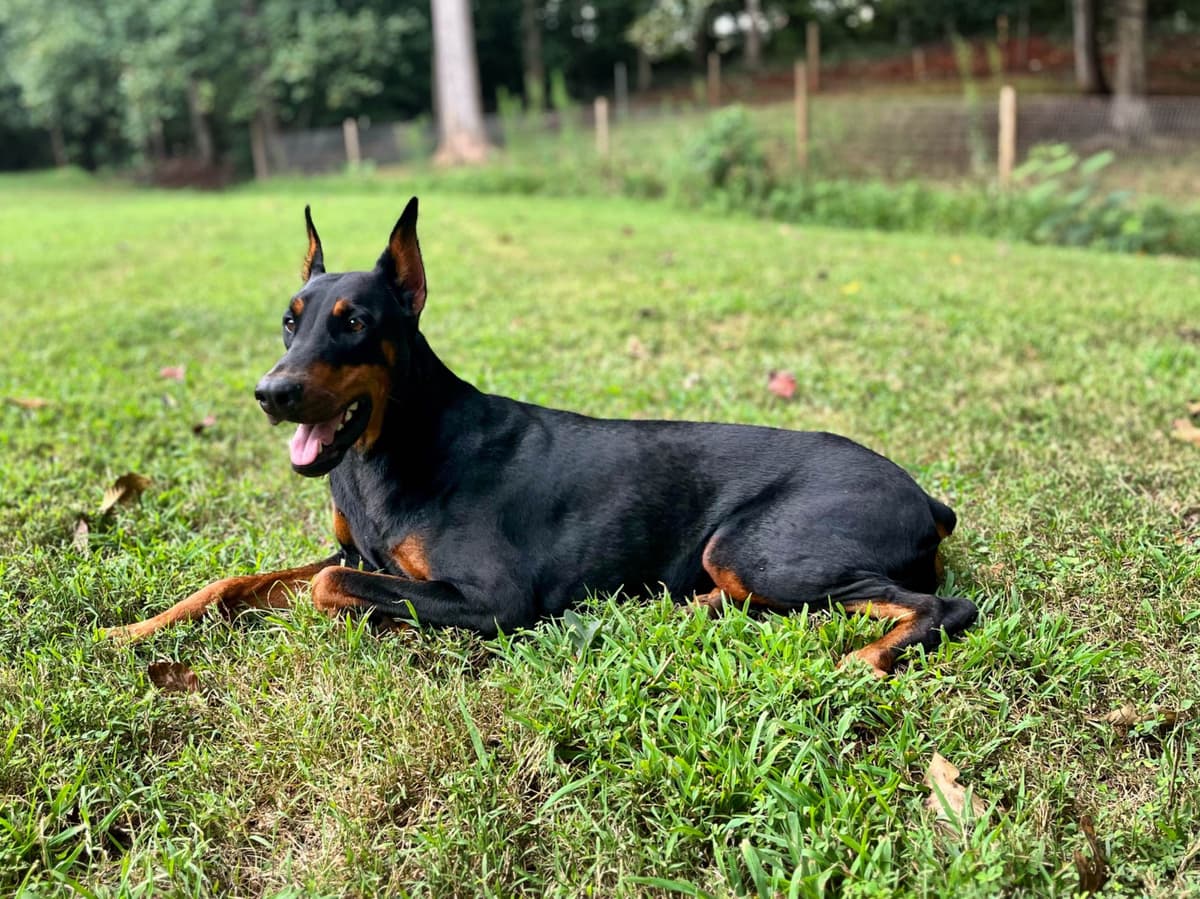 European Doberman Pinscher Puppies breeder image 5