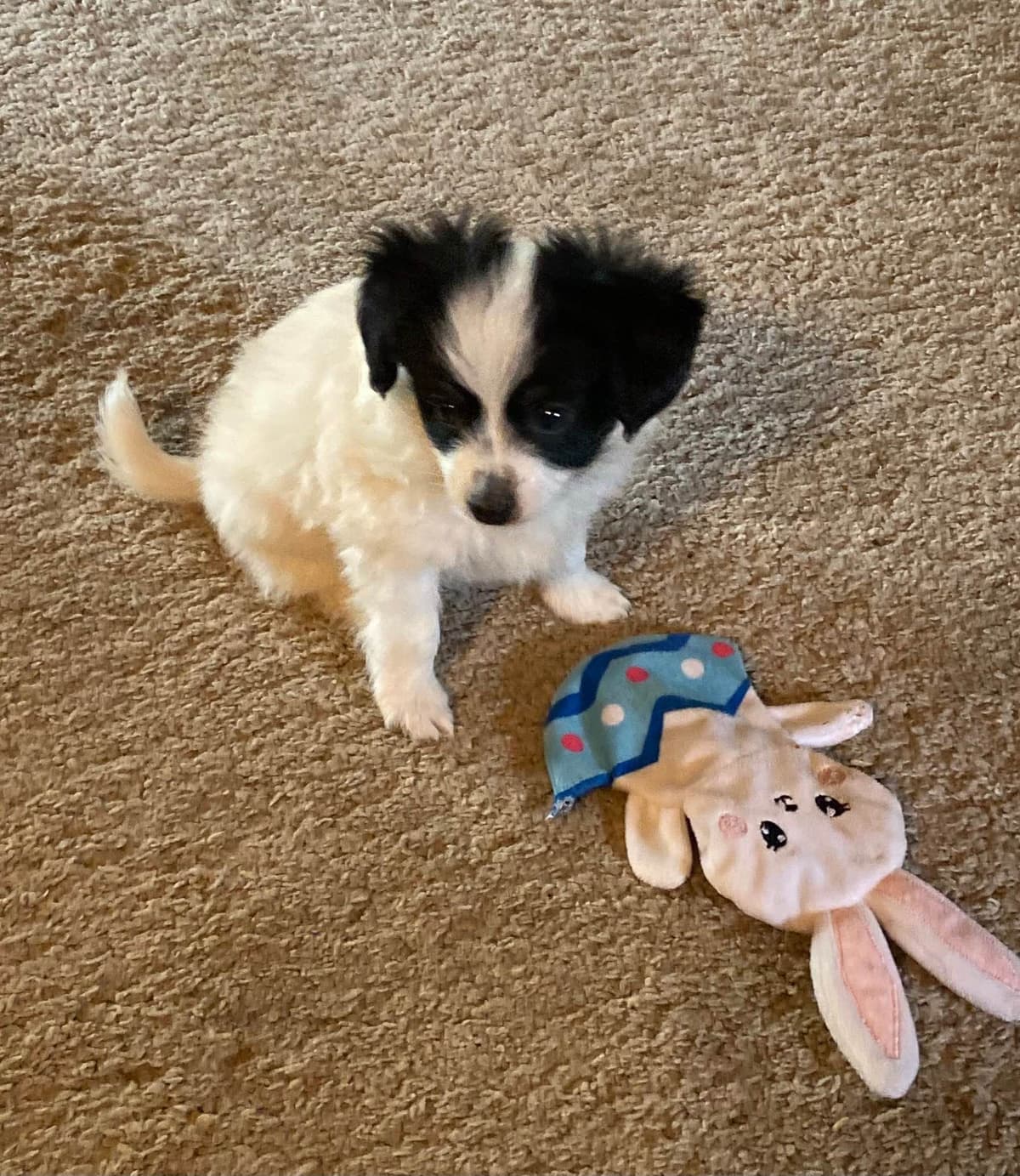 Papillon Puppies breeder image 15