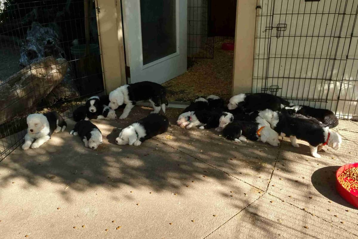 Old English Sheepdog Puppies breeder image 5