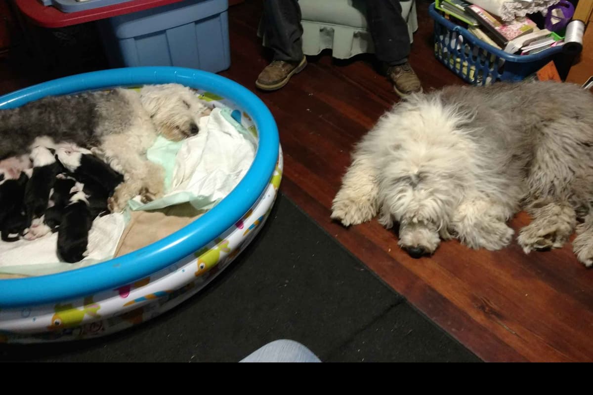 Old English Sheepdog Puppies breeder image 11