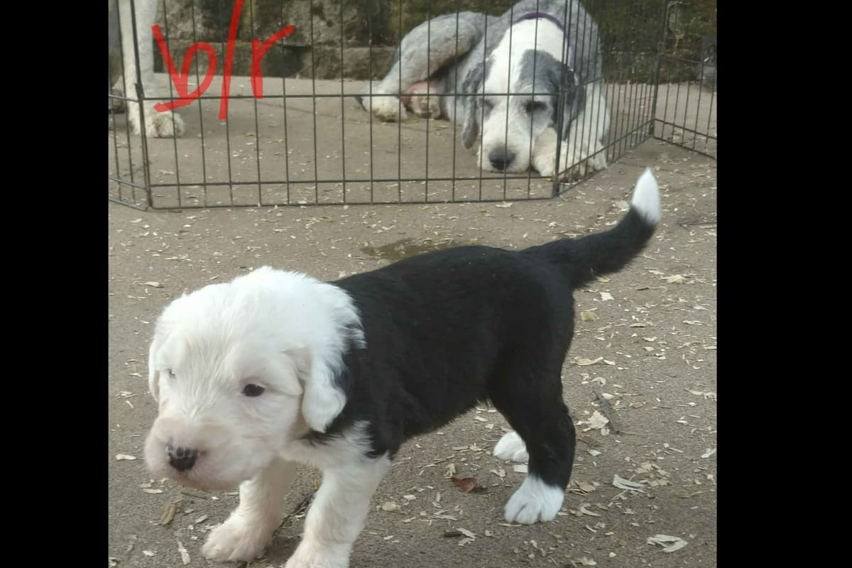 Old English Sheepdog Puppies breeder image 12