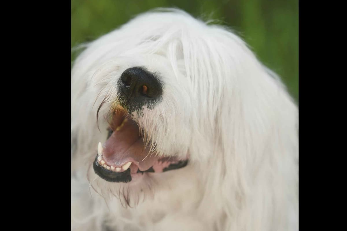 Old English Sheepdog Puppies breeder image 13