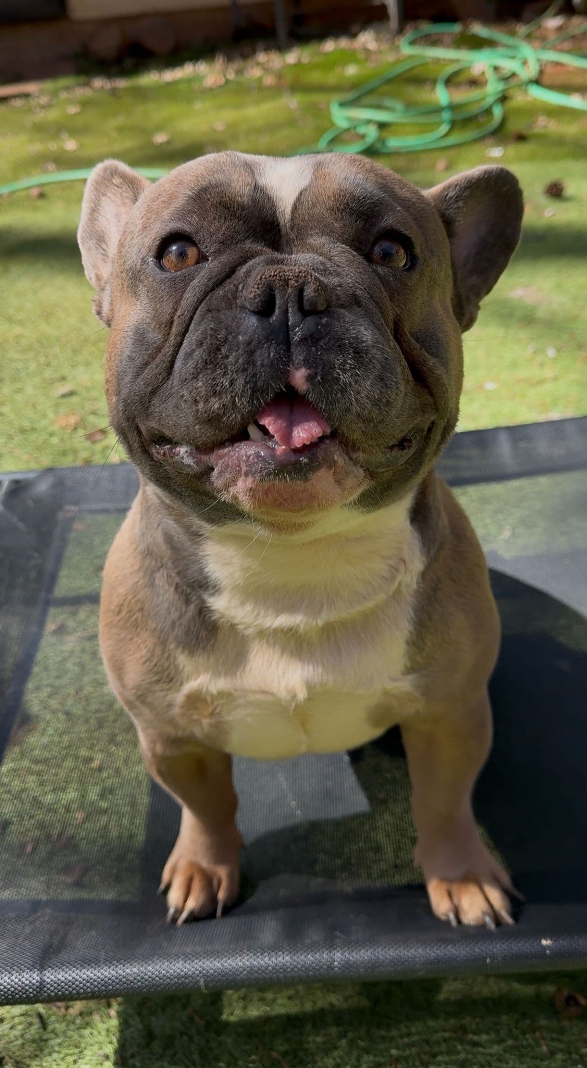 Male French Bulldogs breeder image 4