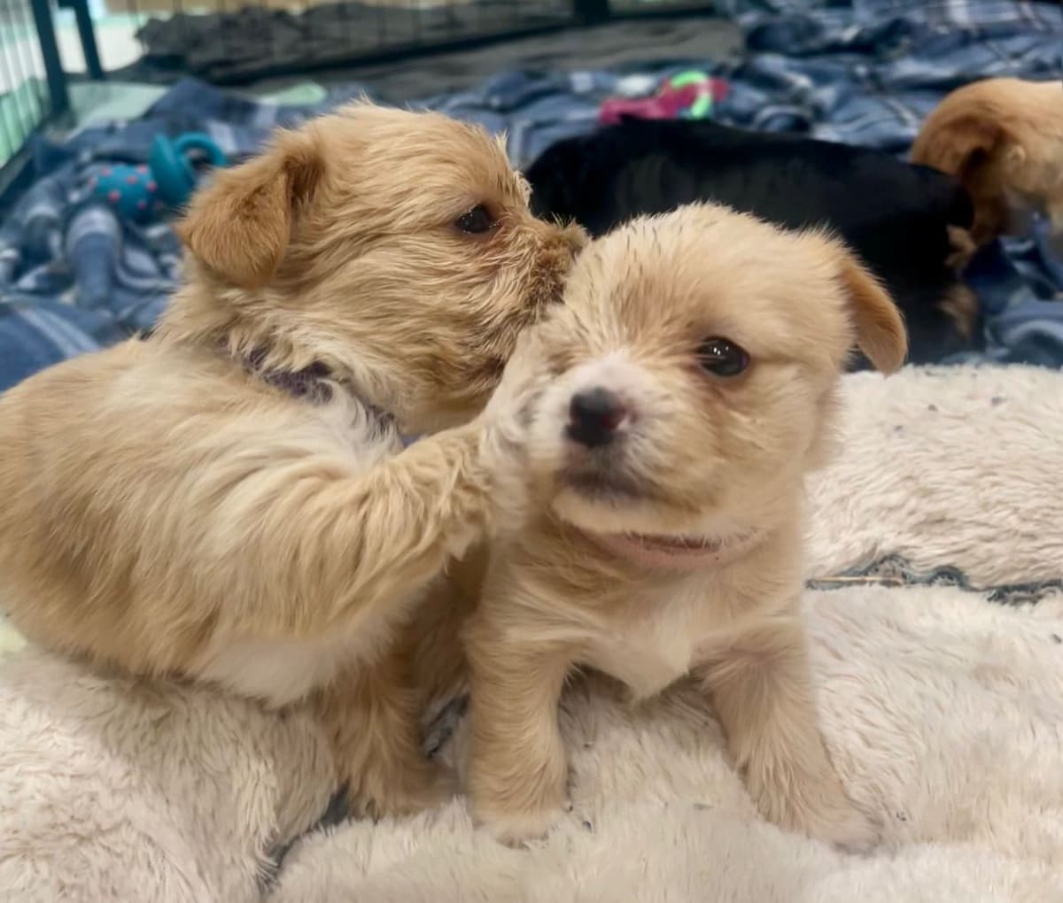Yorkshire Terrier Puppies breeder image 15