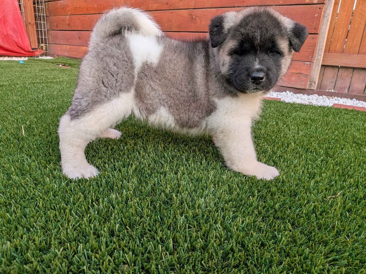 Akita breeder image 7