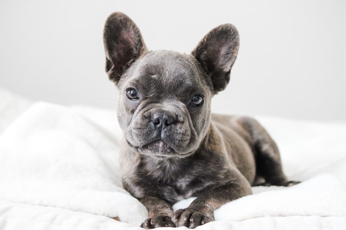 French Bulldog Puppies breeder image 1