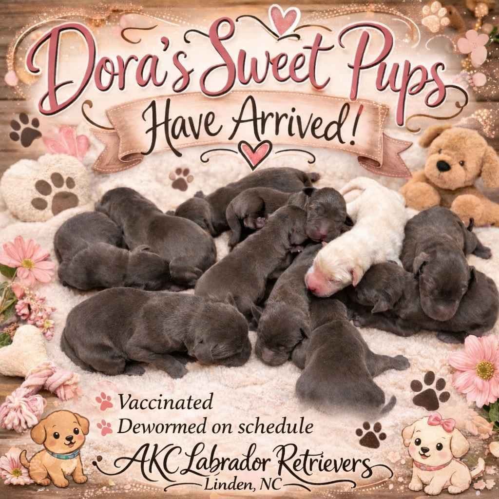 Labrador Retriever Puppies breeder image 4