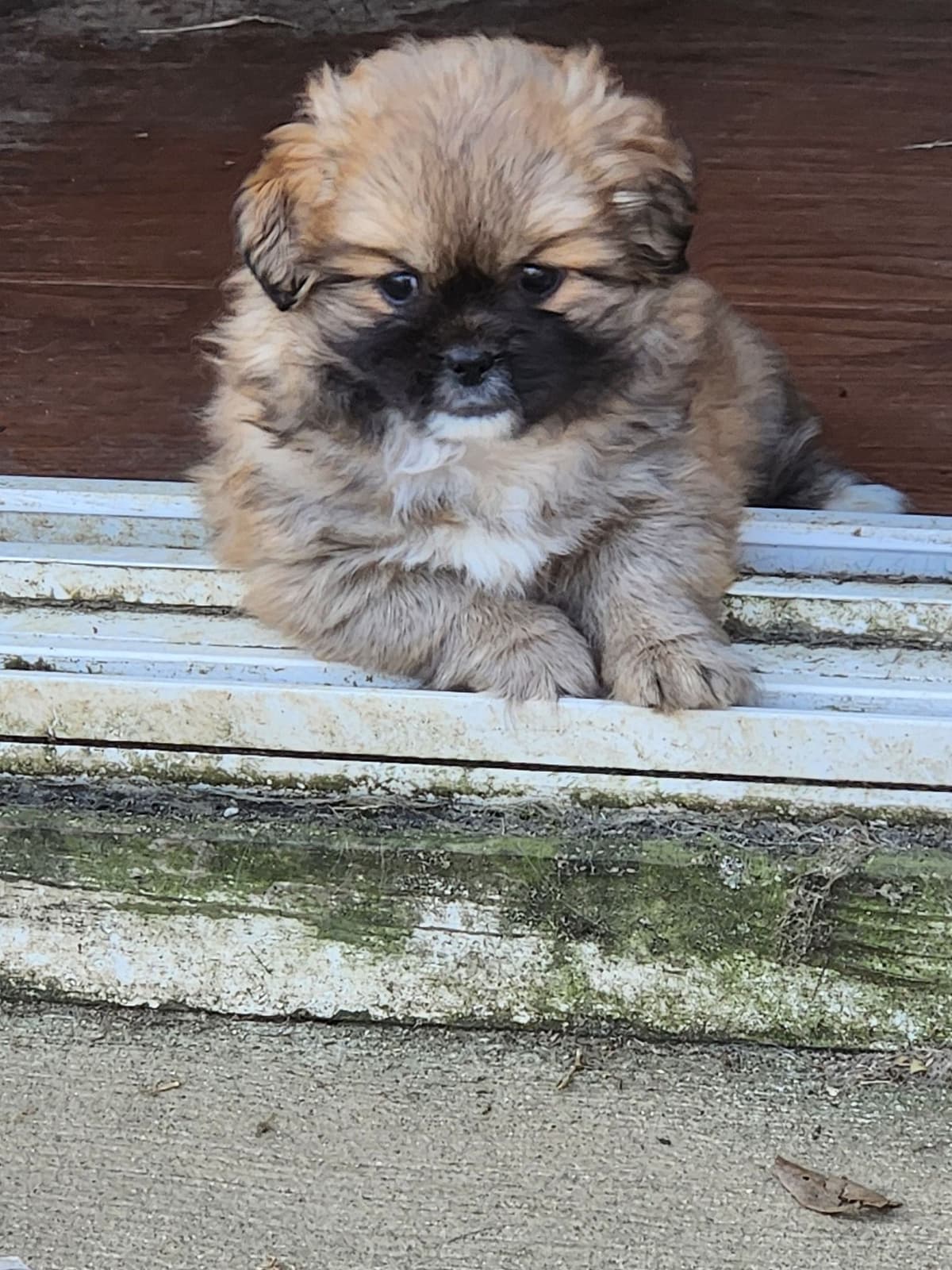 Tibetan Spaniel Puppies breeder image 3