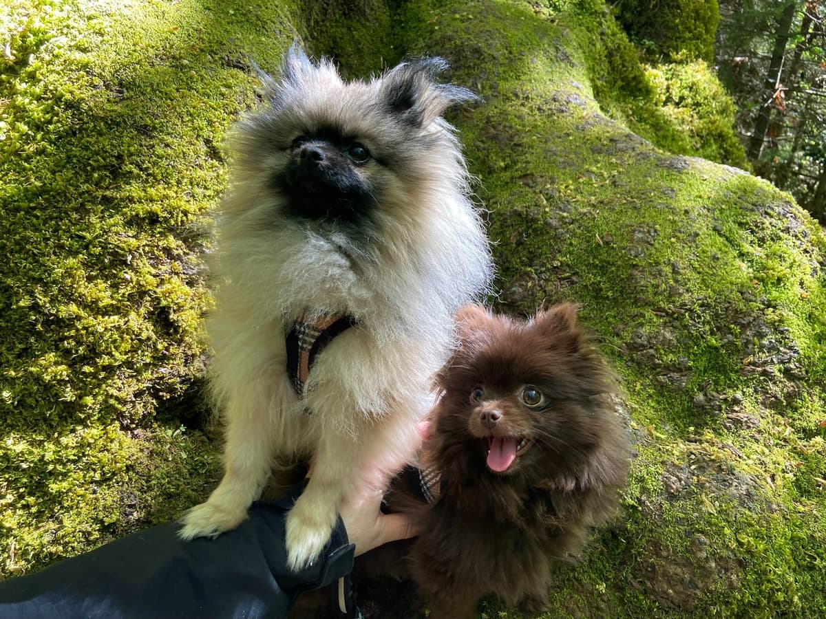 Pomeranian Puppies breeder image 9