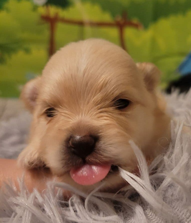 Pomeranian Puppies breeder image 15
