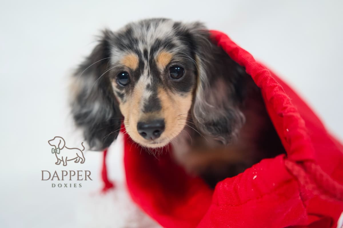 Longhaired Dachshund Puppies breeder image 4