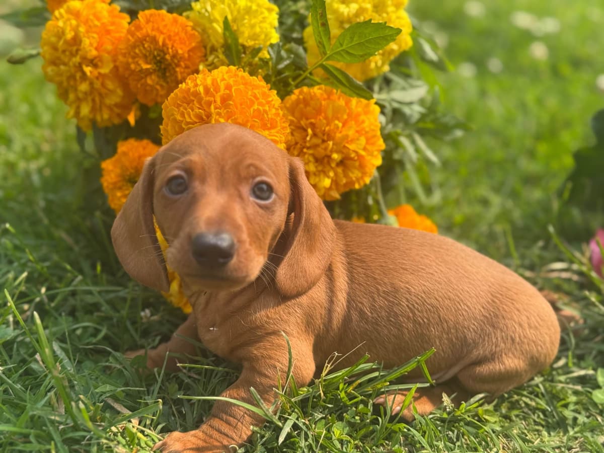 Dachshund Puppies breeder image 7