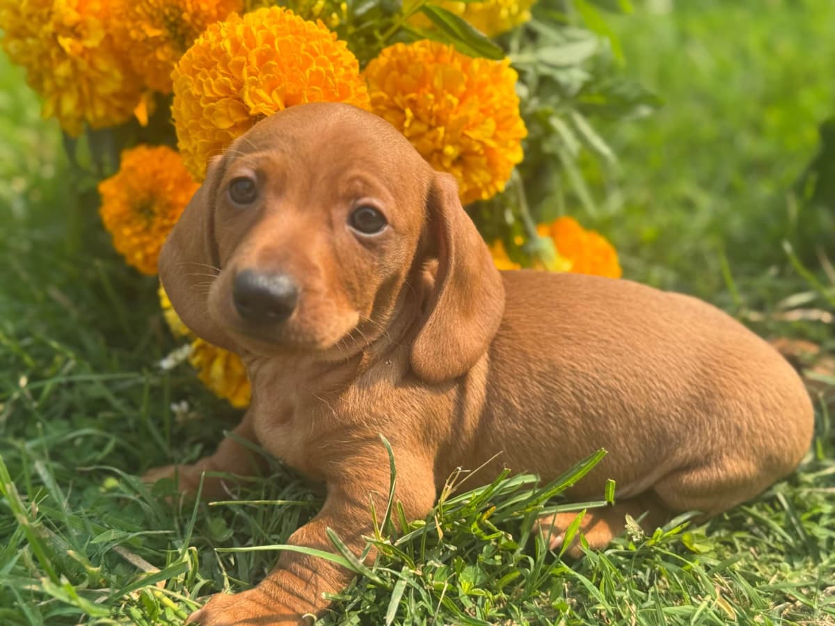 Dachshund Puppies breeder image 8