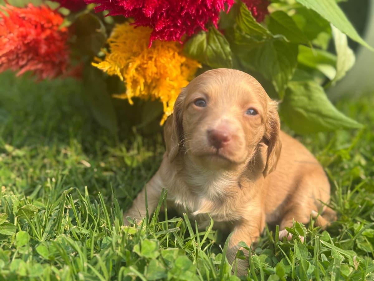 Dachshund Puppies breeder image 12