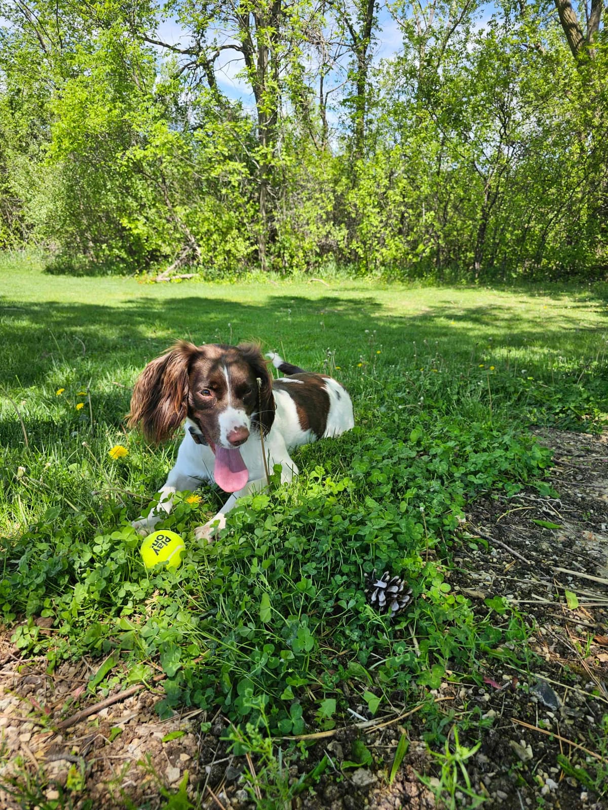 Field-Bred English Springer Spaniels | Health Tested | NFC Sired breeder image 9