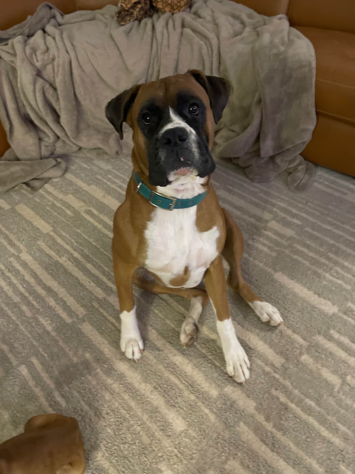 Boxer Puppies breeder image 4