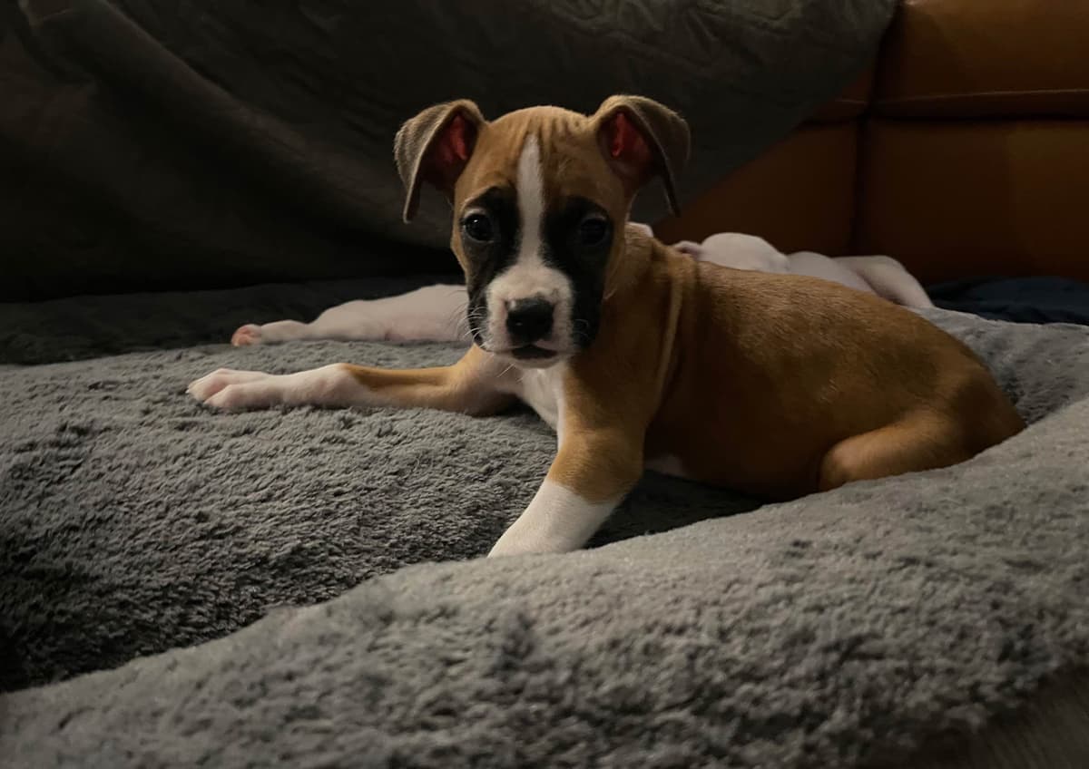Boxer Puppies breeder image 7