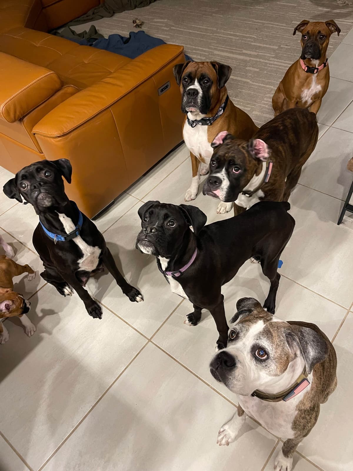 Boxer Puppies breeder image 13