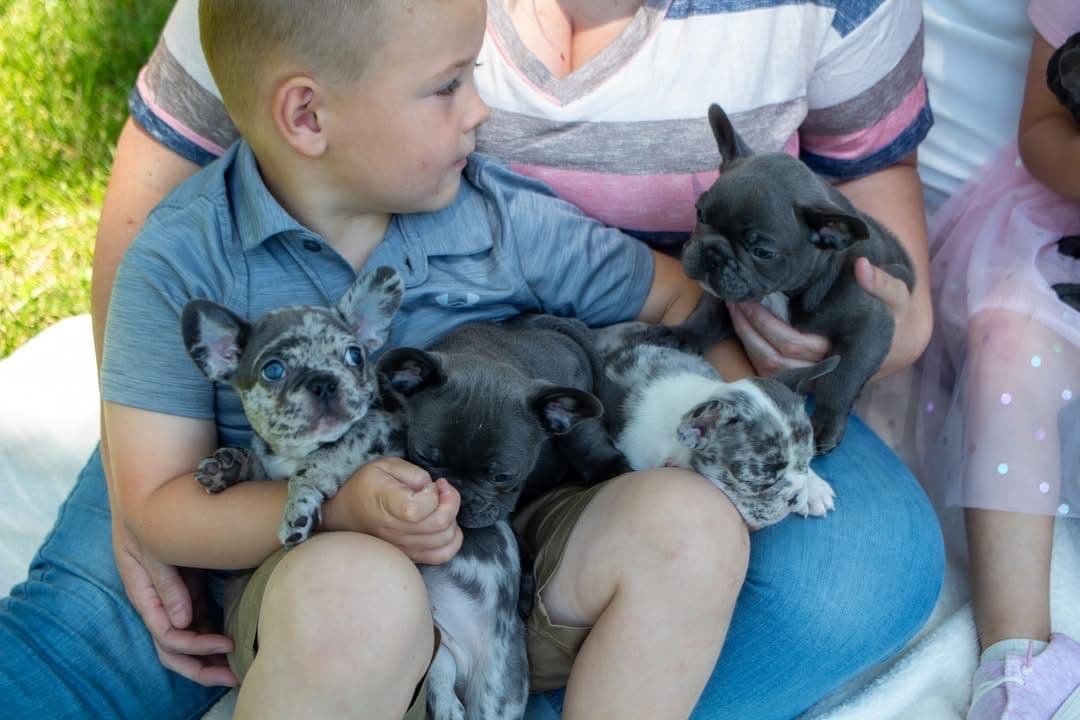 French Bulldog Puppies breeder image 4