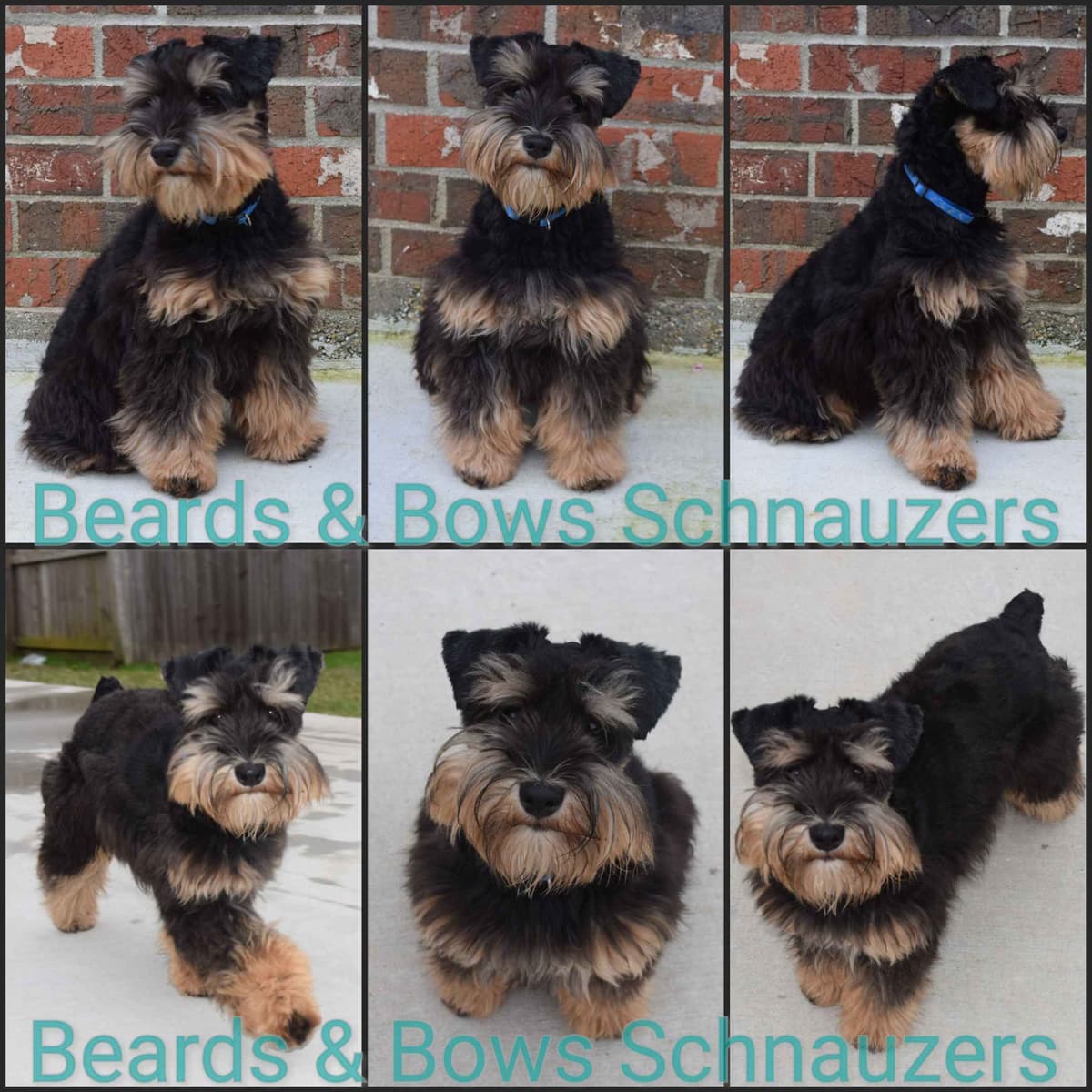 Miniature Schnauzer Puppies breeder image 7