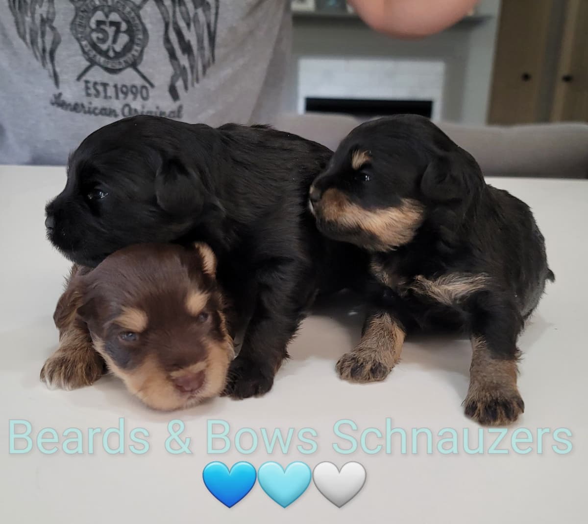 Miniature Schnauzer Puppies breeder image 11