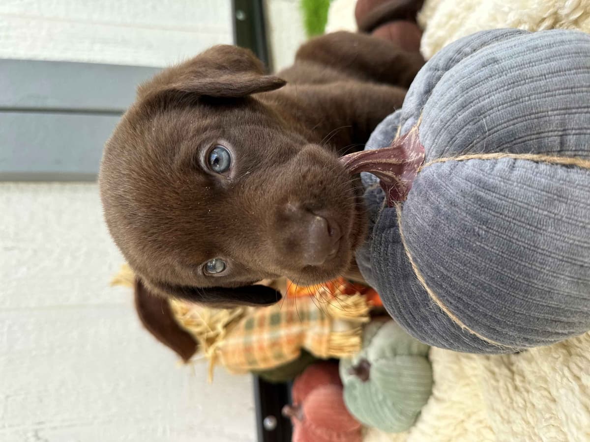 Labrador Retriever Puppies breeder image 4