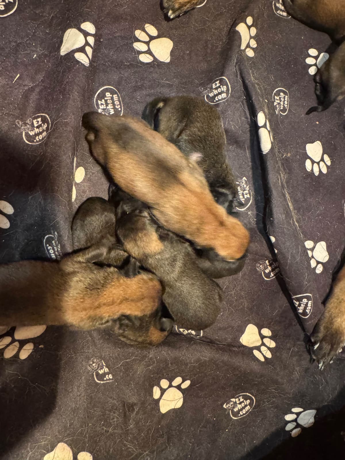 Belgian Malinois Puppies breeder image 6
