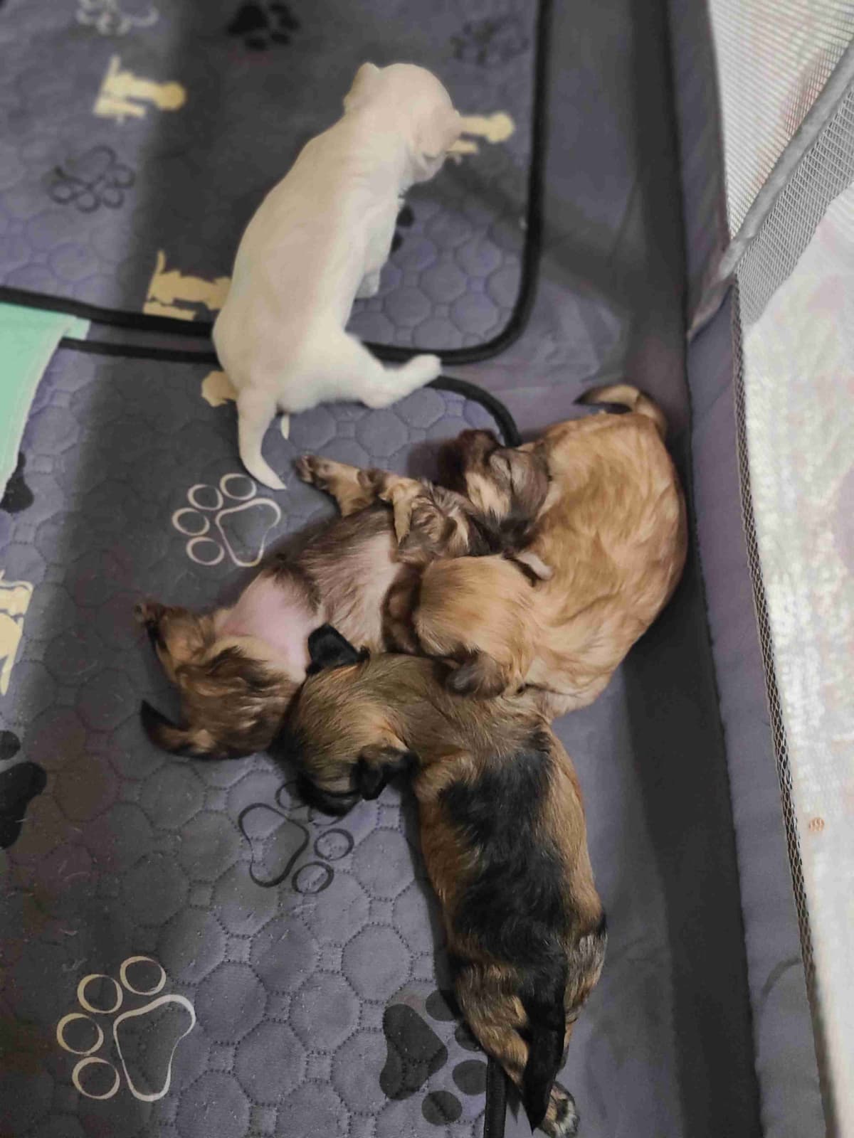 Havanese Puppies breeder image 8