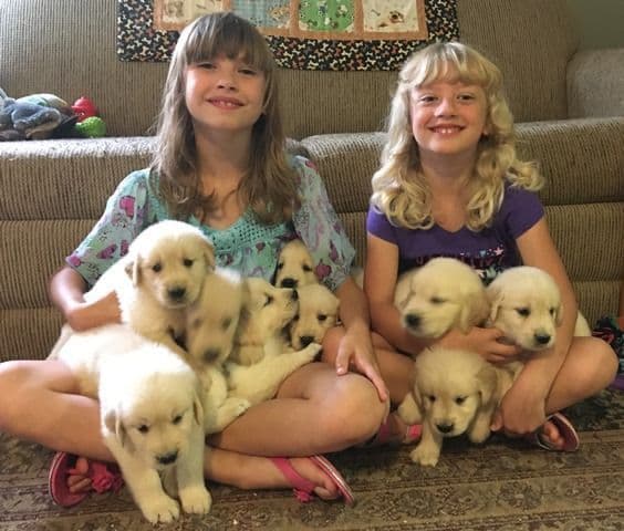 Golden Retriever Puppies breeder image 2