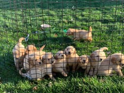 AngelLike Kennels