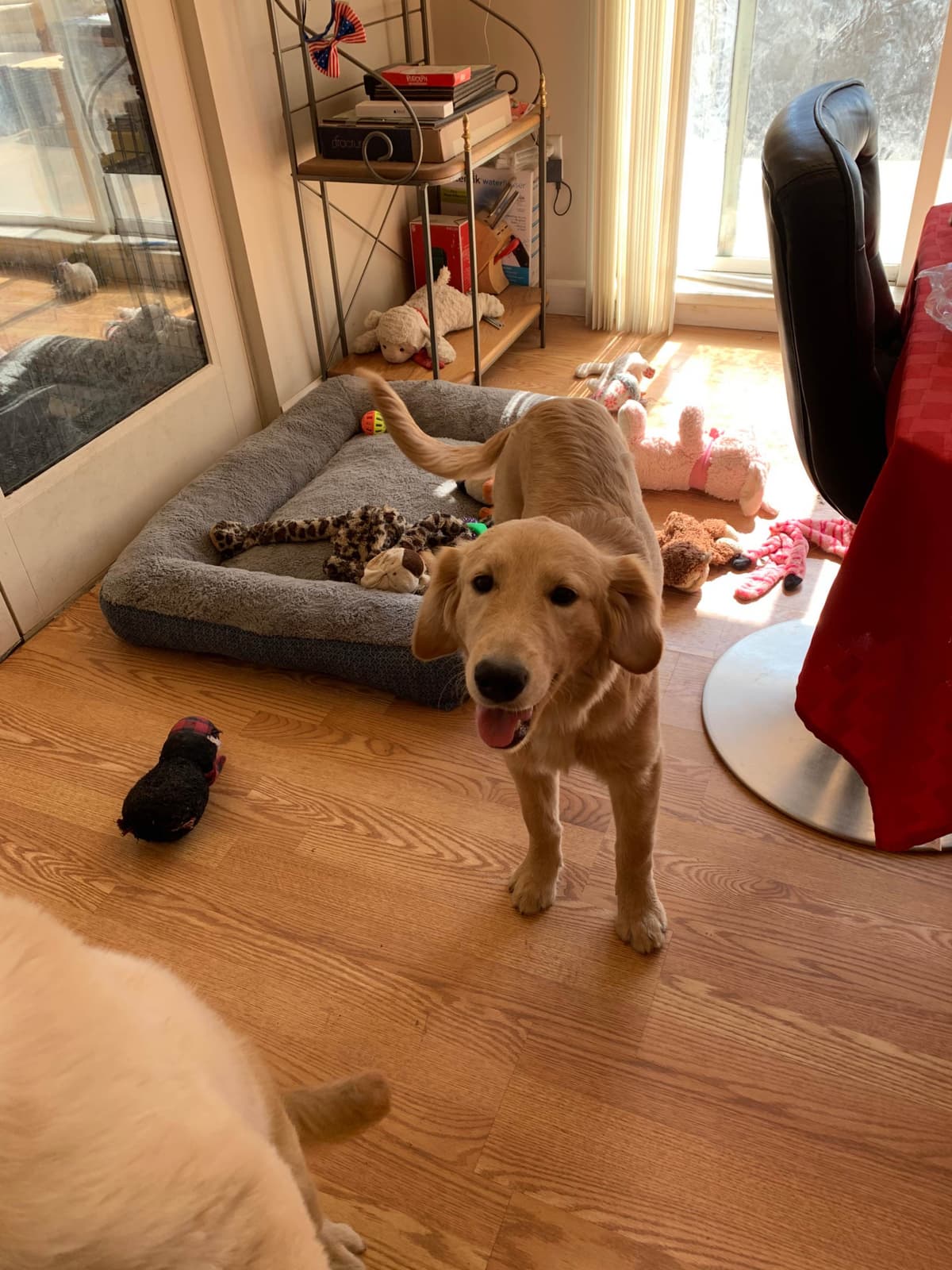 Golden Retriever Puppies breeder image 6