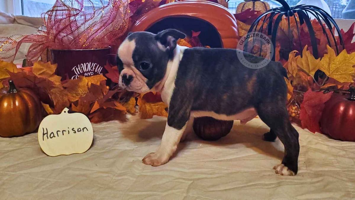 Boston Terrier Puppies breeder image 3