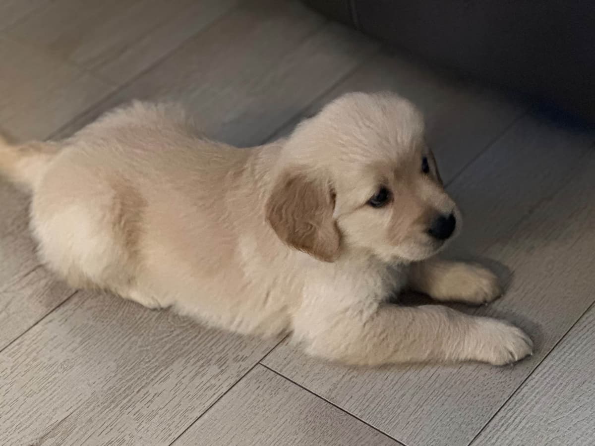 Golden Retriever Puppies breeder image 9