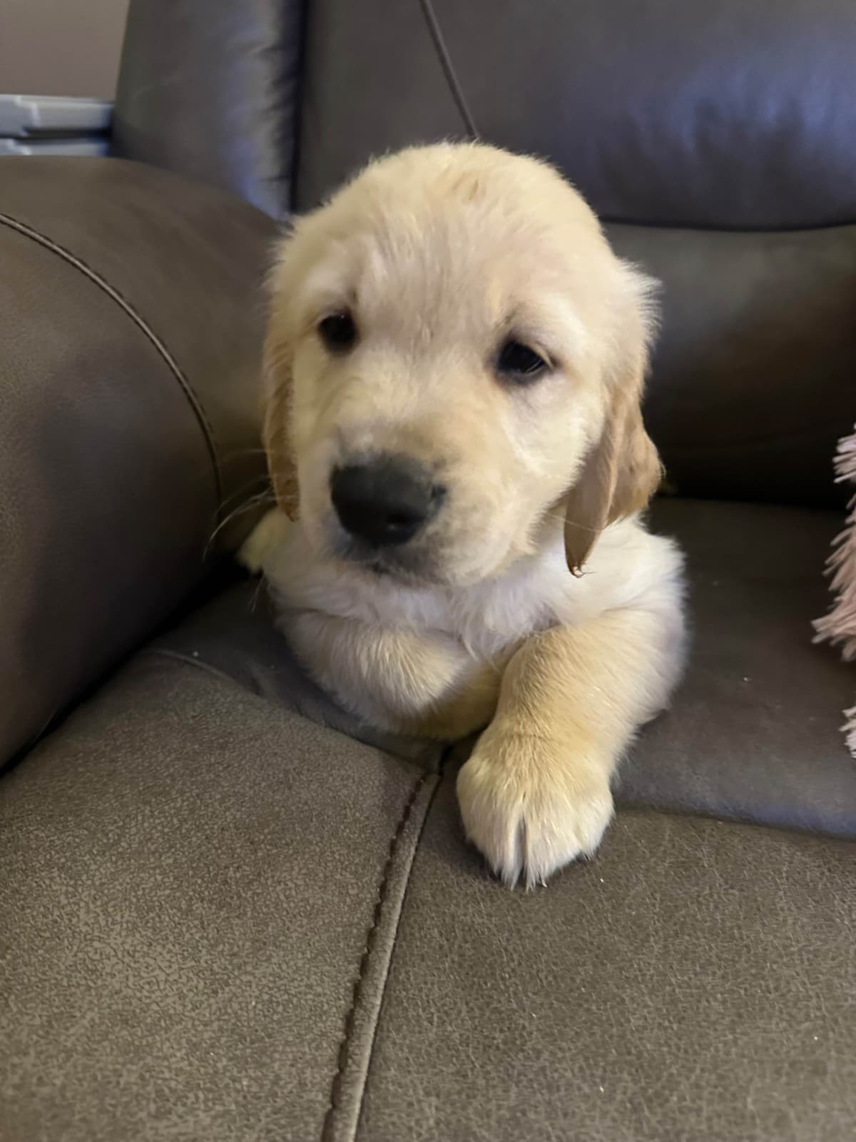 Golden Retriever Puppies breeder image 13