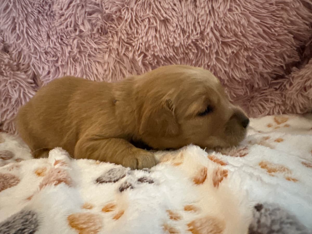 Golden Retriever Puppies breeder image 3