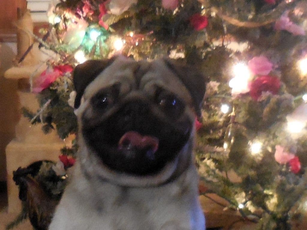 Pug Puppies breeder image 3