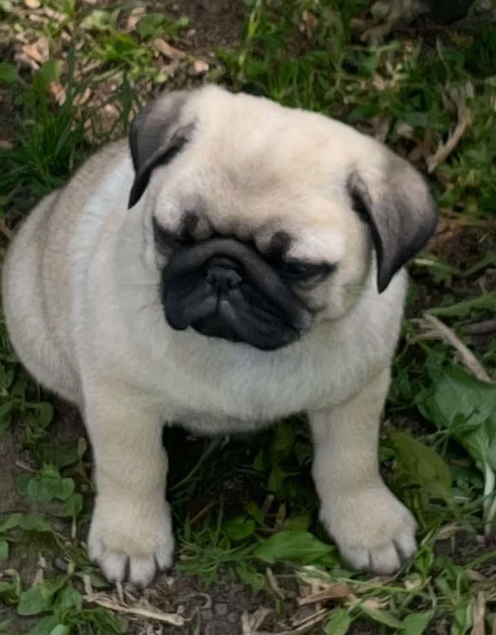 Pug Puppies breeder image 5
