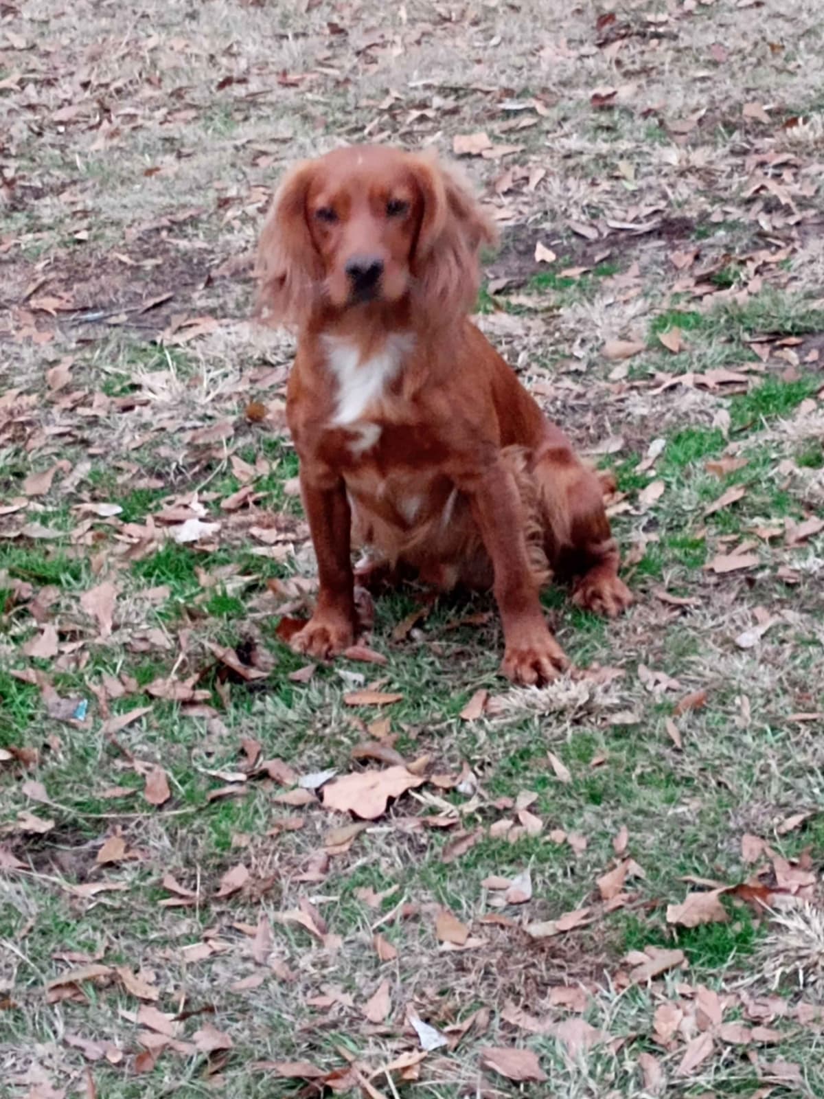 English Cocker Spaniel Puppies breeder image 1