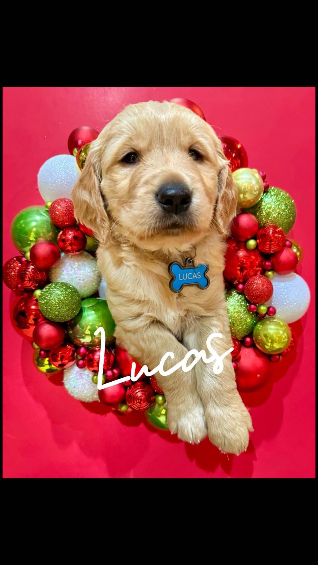 Golden Retriever Puppies breeder image 7